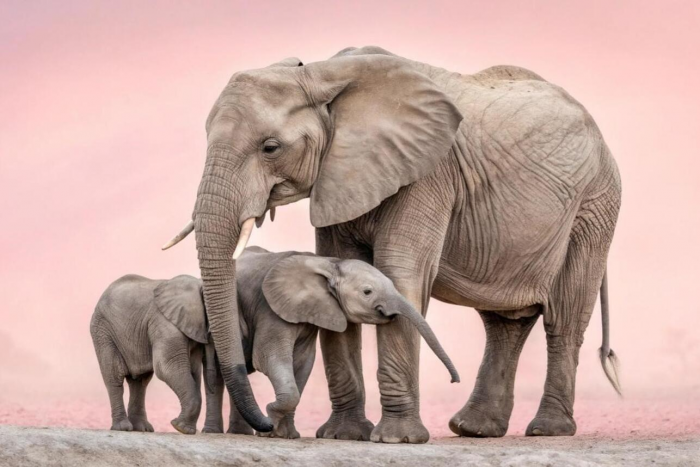 Грозные великаны и ядовитые малютки: самые сильные и опасные животные планеты