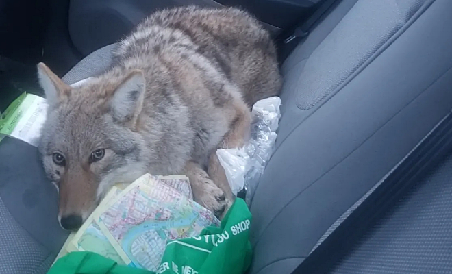 Водитель подобрал пса на обочине и повез к ветеринару. Очень скоро он понял, что на заднем сидении не собака, а волк