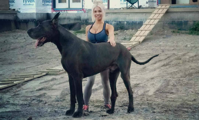 Собака высотой два метра вышла на улицы города: люди приняли ее за коня