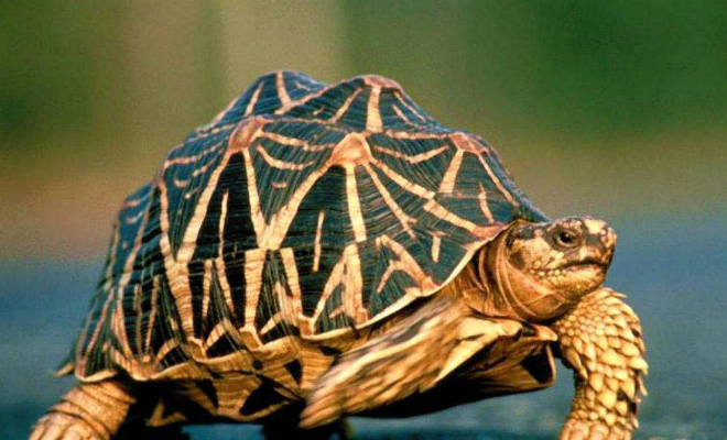 10 существ живущих гораздо дольше человека