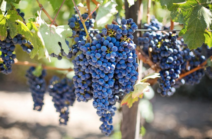 Вина будет меньше: Италия потеряла 30% урожая винограда