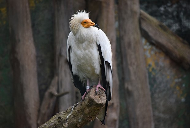 Птицы из Красной книги России: 15 редких видов с фото, места обитания