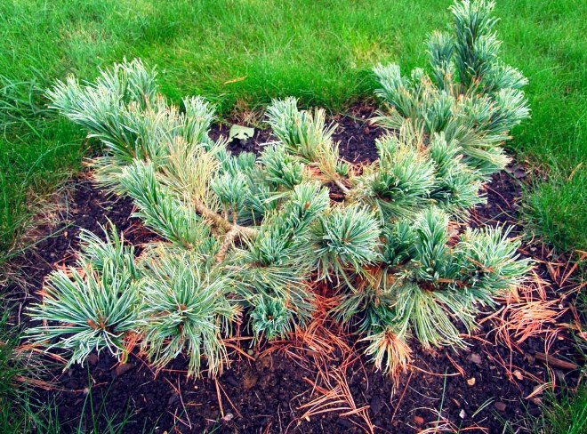 Хвойные растения для сада: выбираем самые неприхотливые культуры (65 фото)