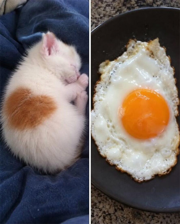 Коты похожи на еду: подборка фотографий