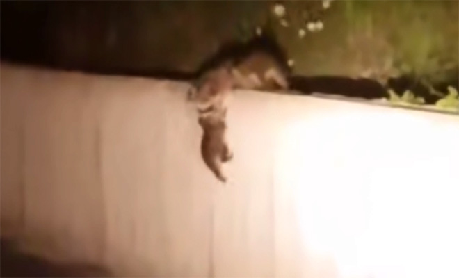 Еноты построили живую цепь, чтобы поднять сородича наверх с дороги