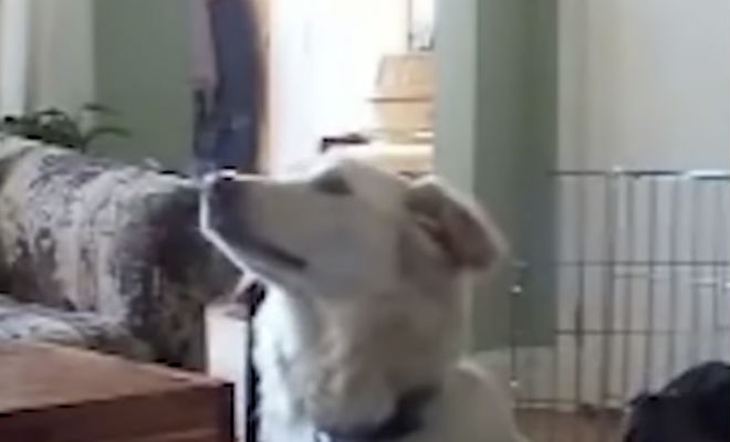 Собаки почувствовали невидимые человеку явления: видео с камер хозяев