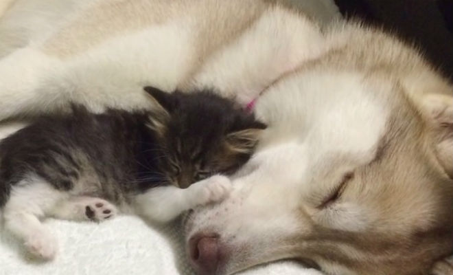 Кошку спасли и вырастили хаски, теперь она думает, что тоже собака: видео