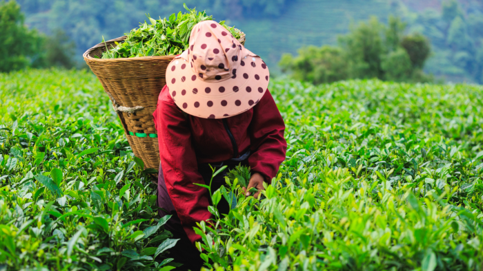 Чжэцзян: что посетить в провинции на востоке Китая