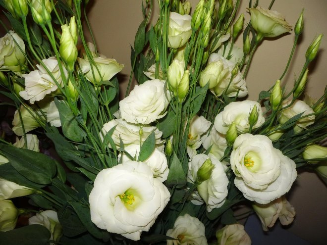 Комнатные растения в интерьере квартиры (112 фото)