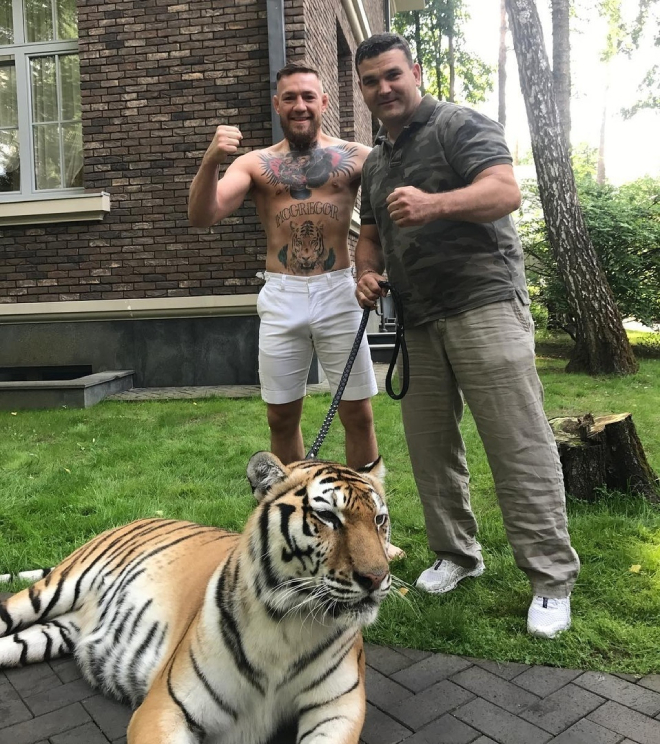Кинолог решил познакомить молодого тигра с алабаем и стал снимать как животные примут друг друга