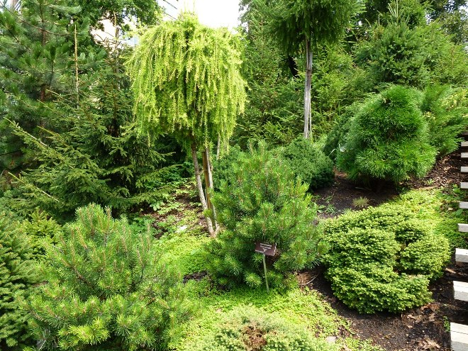 Палисадник перед домом: размер, стиль, выбор растений (80 фото)