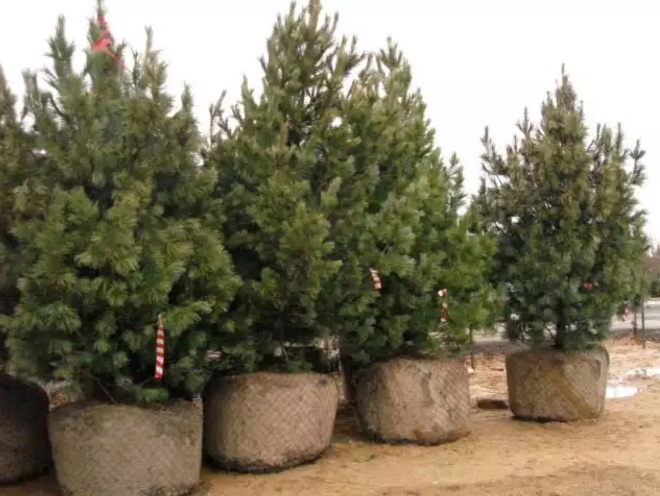 Хвойные растения для сада: выбираем самые неприхотливые культуры (65 фото)