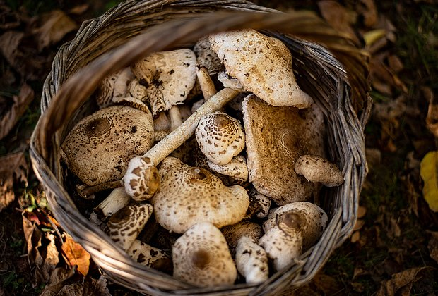 Гриб-зонтик: описание, фото, рецепты. Где и как собирать, что приготовить