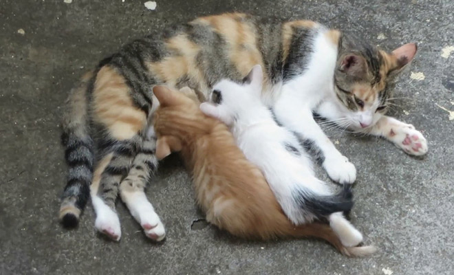 170 лет назад с корабля на остров сбежали 2 кошки, а когда люди вернулись, увидели, что кроме них на суше никого нет