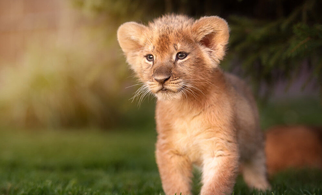 Львенок в питомнике рос один, грустил и не хотел есть. Тогда люди решили подселить к нему щенка: видео