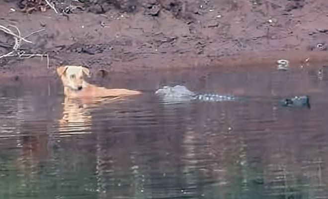Стая диких собак в Индии преследовала щенка, когда на помощь пришли крокодилы