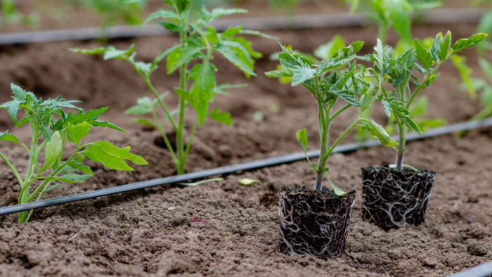 Как выбрать рассаду, которая даст хороший урожай