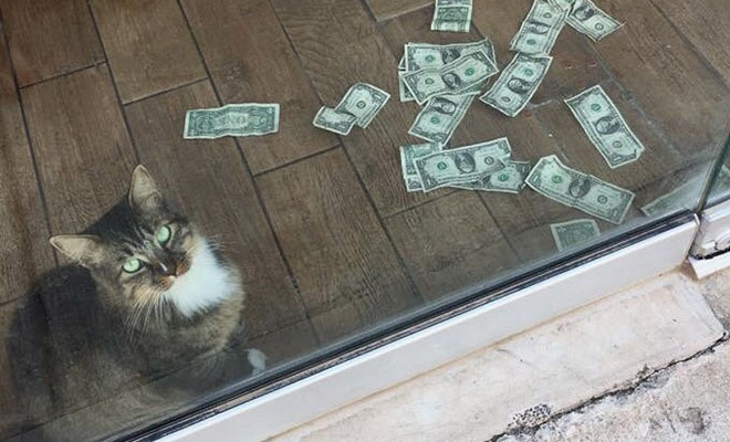 Кота взяли с улицы и поселили в магазин, а через несколько месяцев у двери по утрам стали появляться деньги