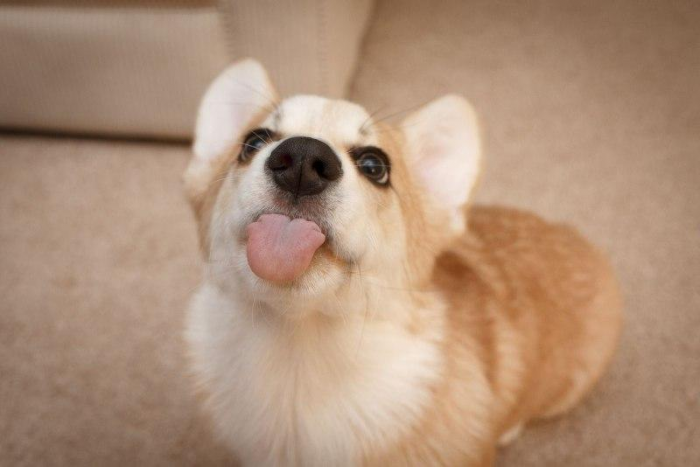 Посмотрите на 25+ фото и видео с самыми забавными ушастыми корги. И как можно быть такими милыми булочками?