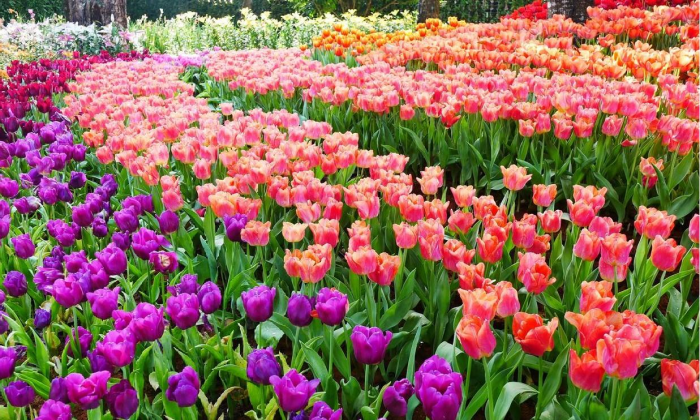 На фестивале тюльпанов закрыли вход для собак из-за трагедии со спаниелем Бобби