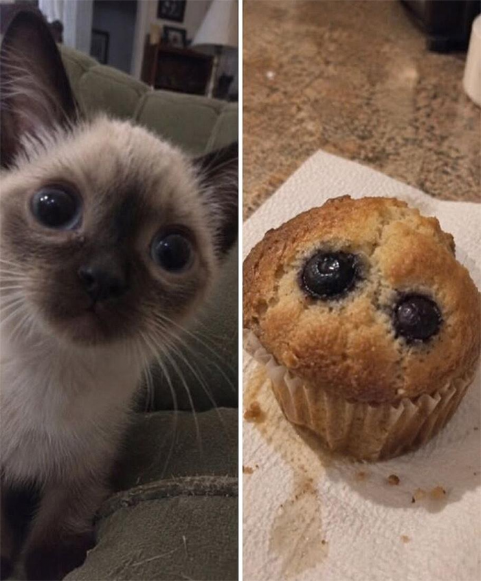 Коты похожи на еду: подборка фотографий