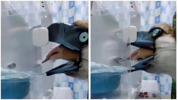 Зоолог замаскировался в орла, чтобы покормить отказывающегося от еды орленка: видео