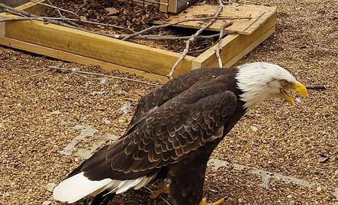 Одинокий орел в заповеднике высиживал камень и тогда работники подменили его на яйцо, а затем посмотрели, что будет дальше