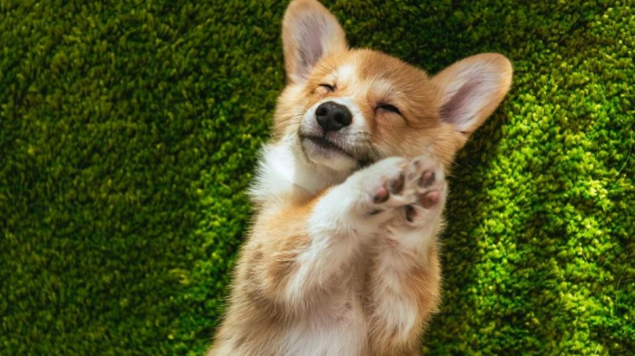 Посмотрите на 25+ фото и видео с самыми забавными ушастыми корги. И как можно быть такими милыми булочками?