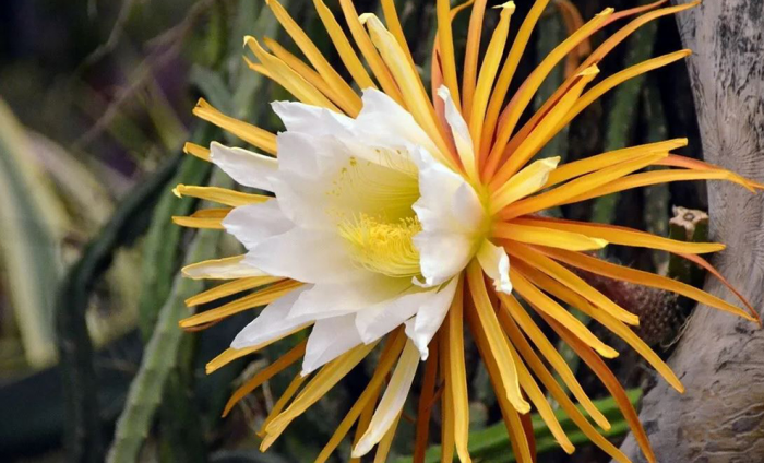 Царица ночи: на видео поймали момент цветения растения, которое происходит лишь одну ночь в году