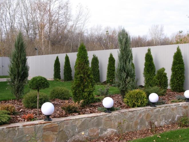 Хвойные растения для сада: выбираем самые неприхотливые культуры (65 фото)