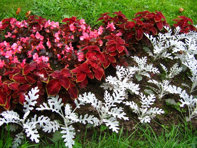 «Седой» цветок или прекрасное комнатное растение цинерария (61 фото)