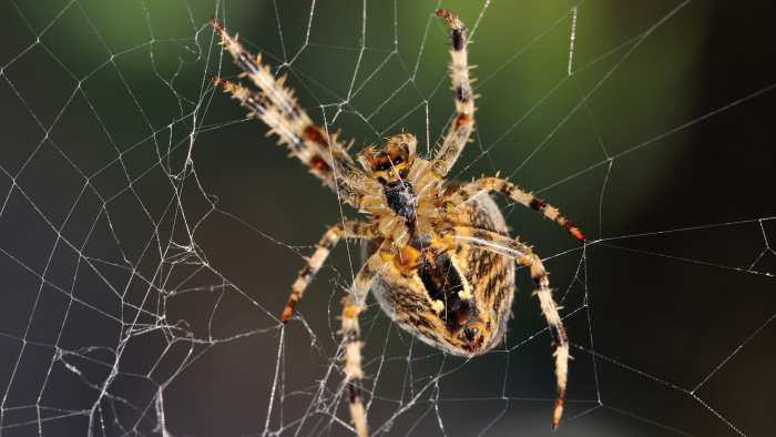 Как паук плетёт паутину: объясняем ребёнку сложное простыми словами