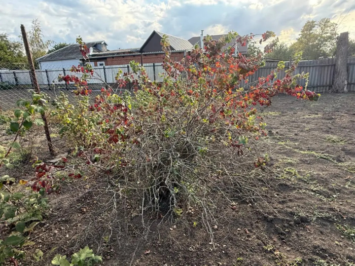 Зола отдыхает: агроном назвала одну подкормку для смородины, после которой ягоды становятся в разы крупнее и слаще