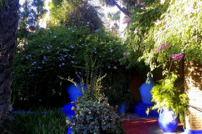 Неприхотливые декоративные кустарники в ландшафтном дизайне: фото и описания (56 фото)