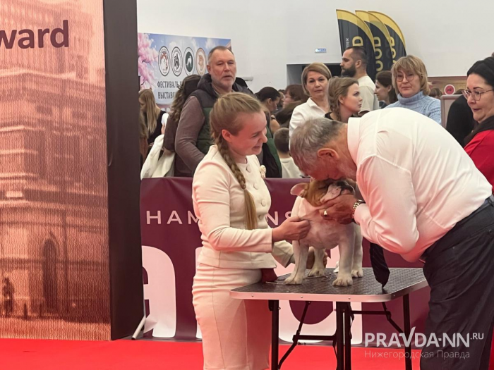 Сотни собак и кошек приехали на выставку в Нижний Новгород