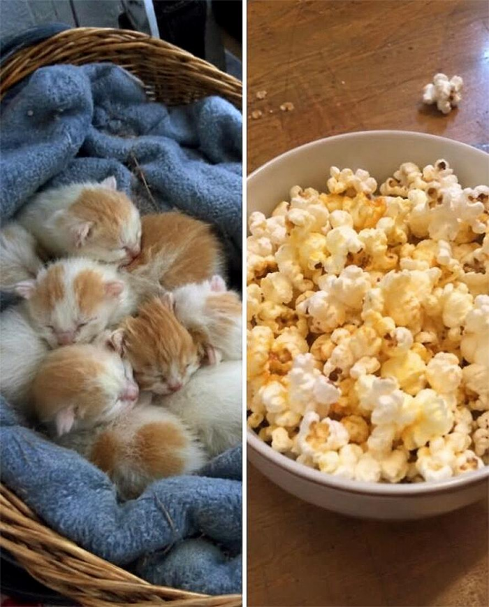 Коты похожи на еду: подборка фотографий