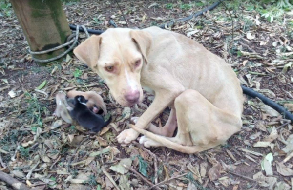 Беременную собаку оставили связанной в лесу рожать в одиночестве, без еды и воды.