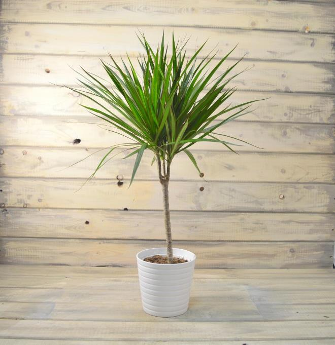 Комнатные растения в интерьере квартиры (112 фото)