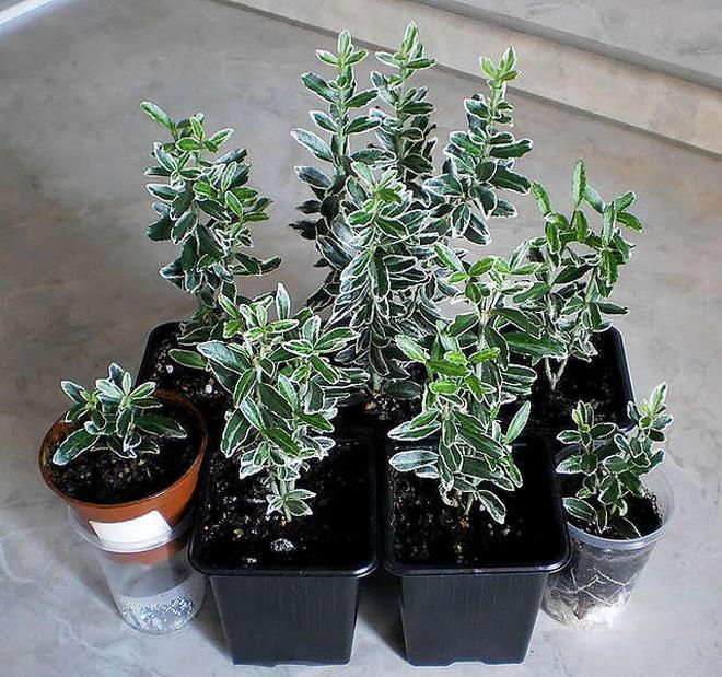 Комнатные растения в интерьере квартиры (112 фото)