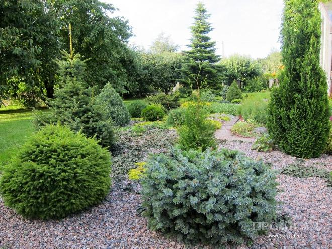 Хвойные растения для сада: выбираем самые неприхотливые культуры (65 фото)