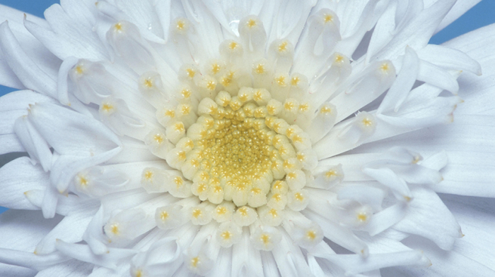 Как собрать красивый и недорогой букет: ТОП‑5 стойких цветов, которые не завянут быстро