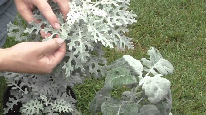 «Седой» цветок или прекрасное комнатное растение цинерария (61 фото)