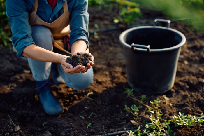 Кислотность почвы: что это такое, как ее определить и регулировать