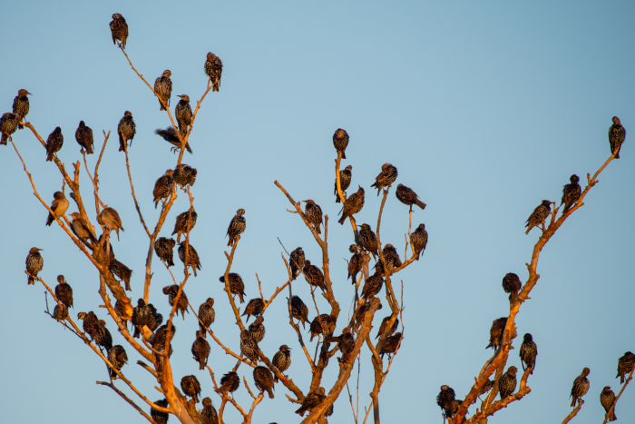 Записки астраханского натуралиста. Скворцы, вестники весны