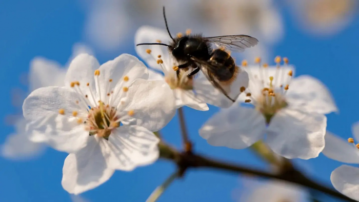 Пять верных признаков: как понять, что весна действительно пришла