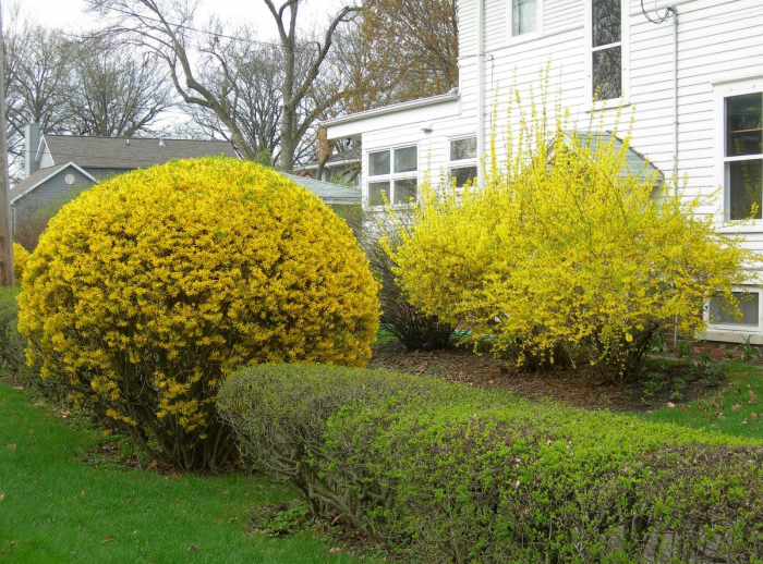 Неприхотливые декоративные кустарники в ландшафтном дизайне: фото и описания (56 фото)