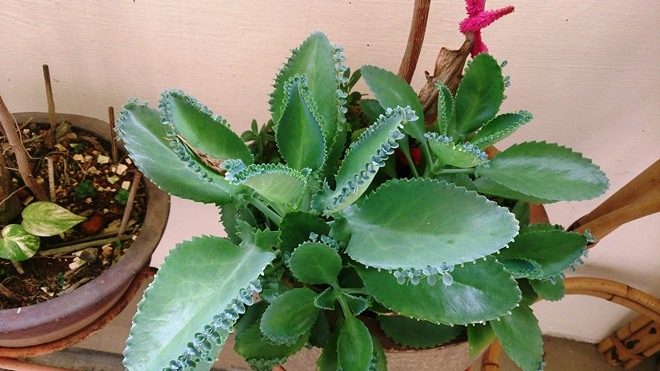 Цветы для спальни: на что обратить внимание при выборе (35 фото)