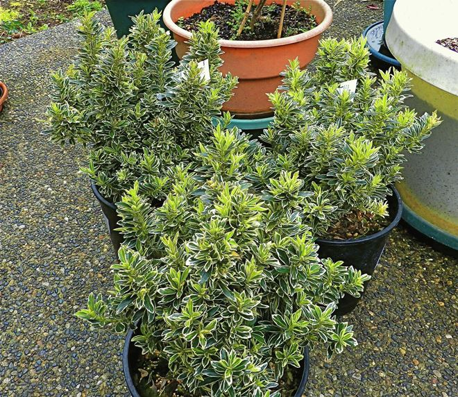 Комнатные растения в интерьере квартиры (112 фото)