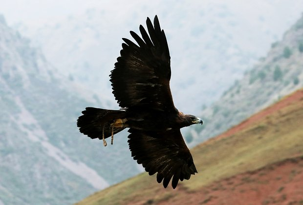 Птицы из Красной книги России: 15 редких видов с фото, места обитания