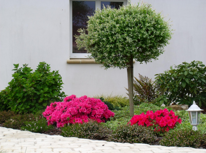 Клумба для дачи: как своими руками создать цветочный оазис (60 фото)